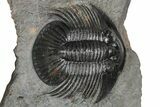 Rare Platyscutellum Massai Trilobite - Morocco #355772-1